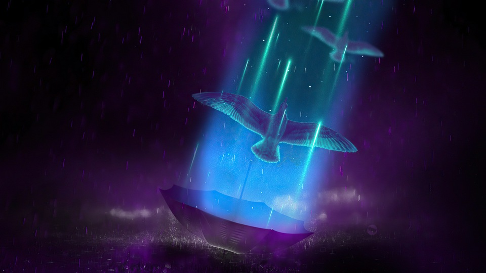 Жизнь Птицы Зонтик Дождь Ночь 4k