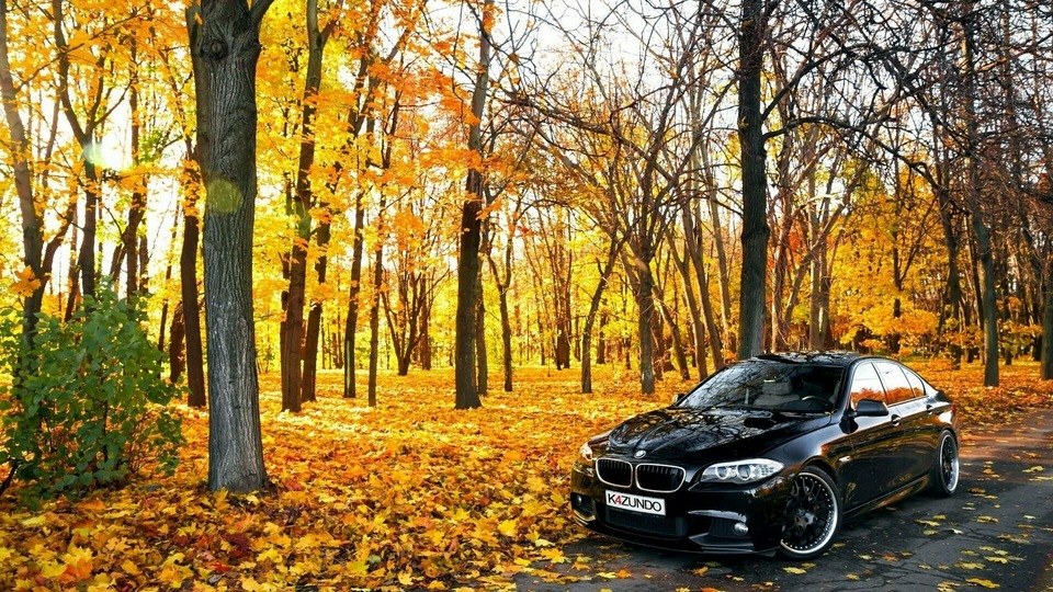 Черный BMW в Лесу