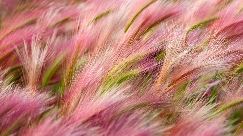 Лисохвостый ячмень