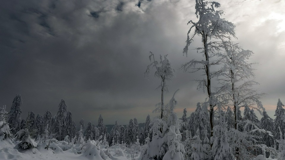 Деревья, Покрытые Снегом