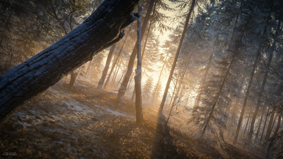 Последние Лучи Вечернего Солнца в Лесу 4k