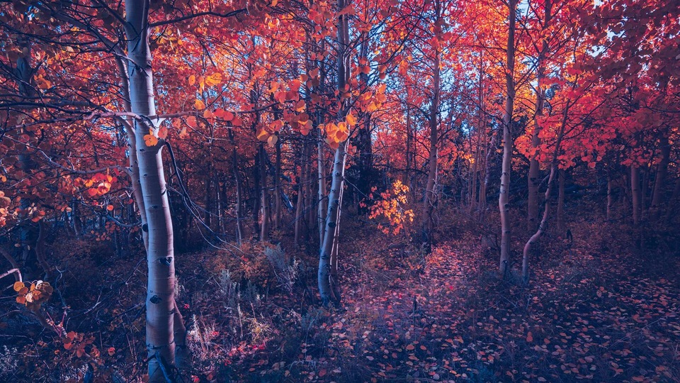 Падение Осенних Деревьев