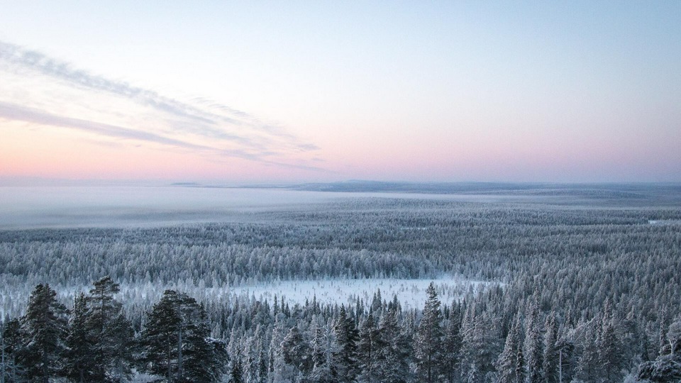 Линия деревьев снежных растений 4k