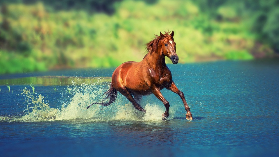 Бегущая лошадь в воде