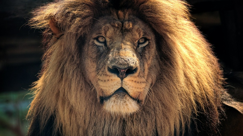 4k Lion Hd