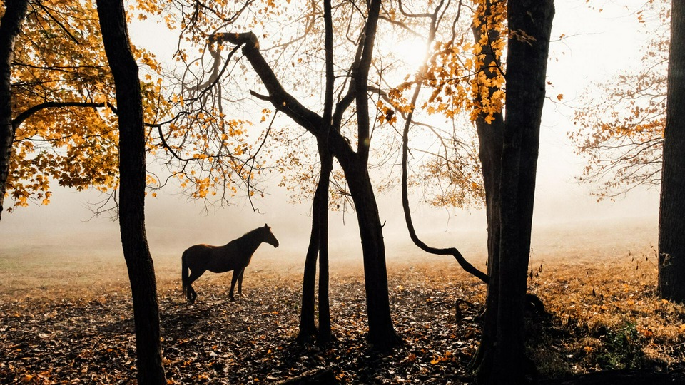 Лошадь Солнечный свет Лесная фотография 5k