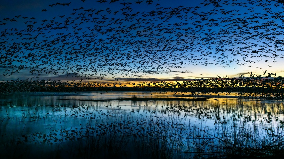 Птицы, летящие по водоему