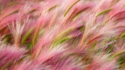 Лисохвостый ячмень