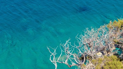 Чистое море Ветви деревьев Ультра Качество 4k