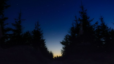 Прекрасный Вид Между Лесными Деревьями На Вечернее Небо