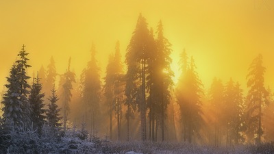 Желтое небо Солнечный луч Восход солнца Деревья Зимний сезон