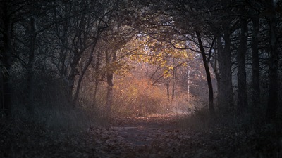 Ветви деревьев Тропинка Темный Осенний лес с подсветкой