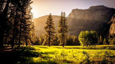 Зеленая трава Поле Деревья