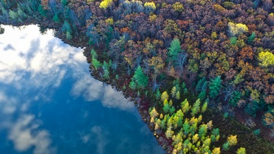 Вид с высоты птичьего полета с Верхушек Деревьев 4k