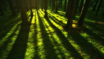 Лесные деревья Солнечный луч