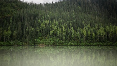 Деревья Вода Природа Облака 5k