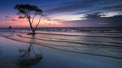 Дерево Рядом с Водоемом 5к