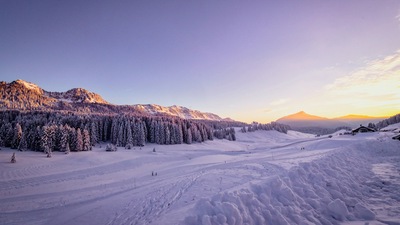 Зимние снежные деревья 4k