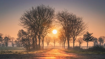 Восходы и Закаты Деревья Солнце Туман 4k