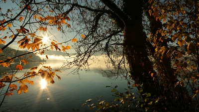 Осеннее дерево Озеро Солнечные лучи Утро 4k