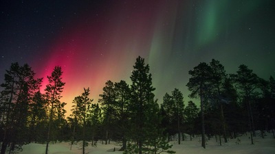 Деревья и Лучи Северного сияния