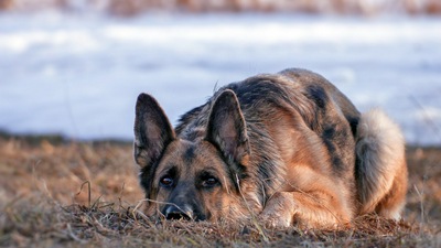 Немецкая овчарка