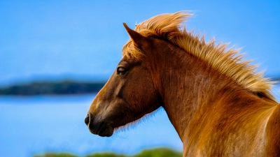 Лошадь в Глубине резкости 5k