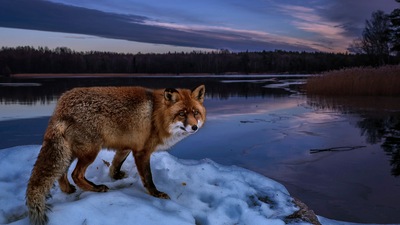 Лиса на озере