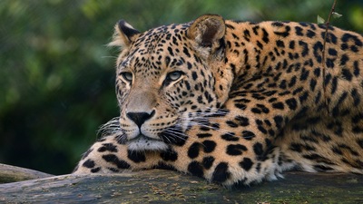 Leopard Ultra Hd 4k