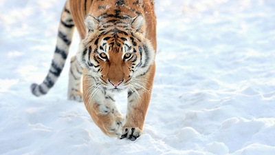 Лев, Идущий по Снегу