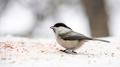 Маленькая Птичка в Лесу Зимой