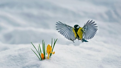 Синица и Крокус