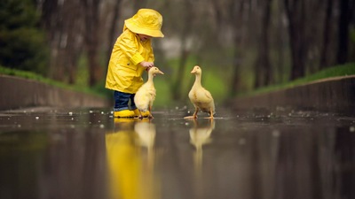 Маленький Мальчик Ребенок, Играющий с Утками